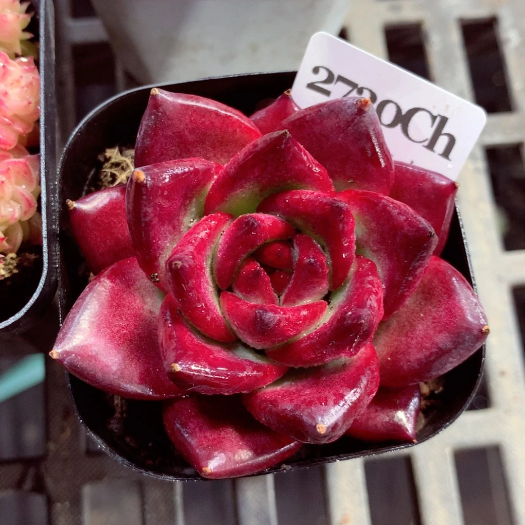 5厘米盆精控多肉2730