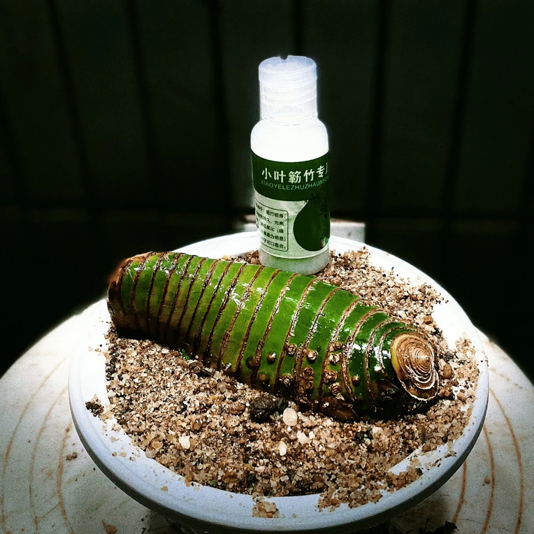 小叶簕竹专用护养油绿背持久杆身提亮碳化桩养护