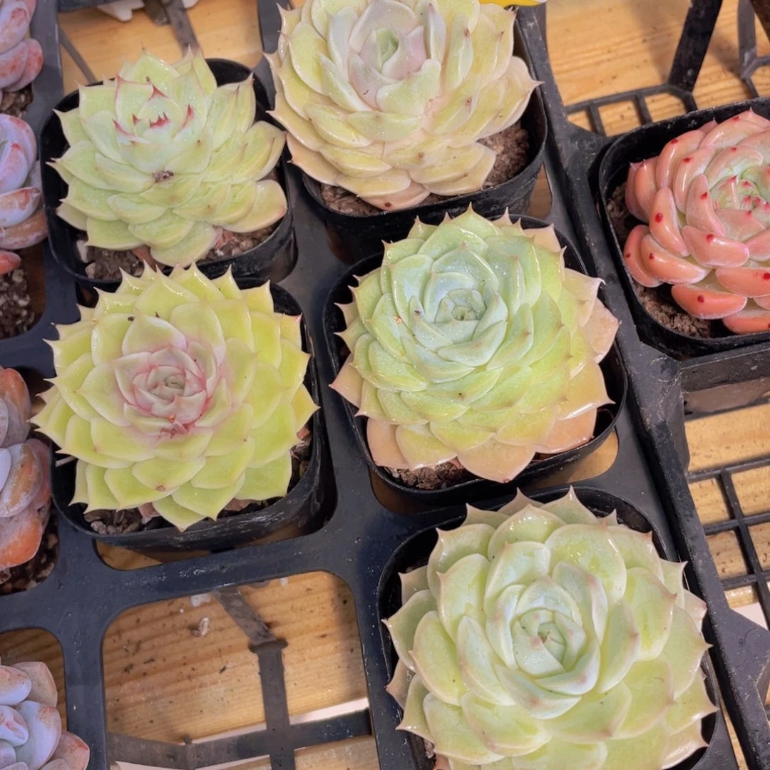 165号 睫毛黄透玫瑰花新品一个