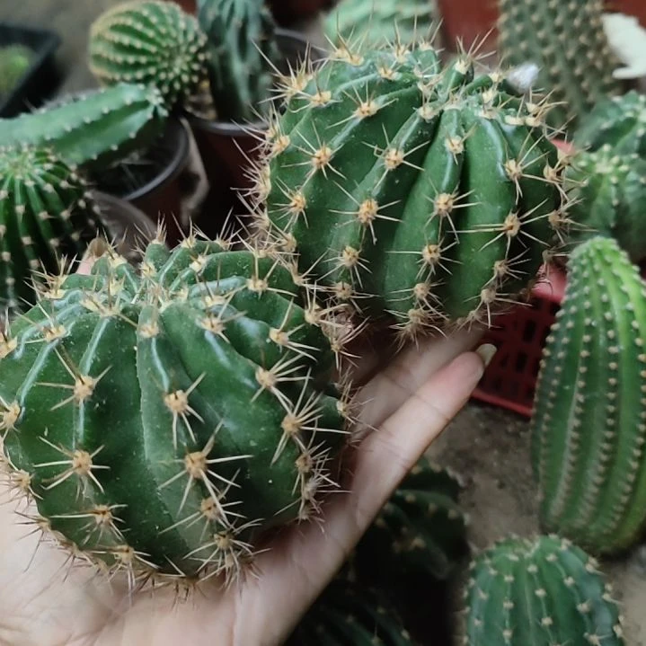 好****仙人球丝牡丹侧芽两个大