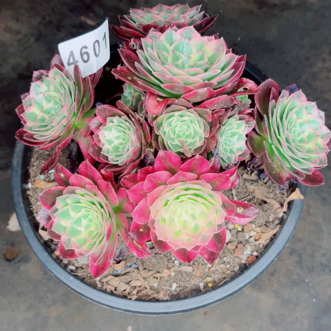 海鲜多肉发货发货