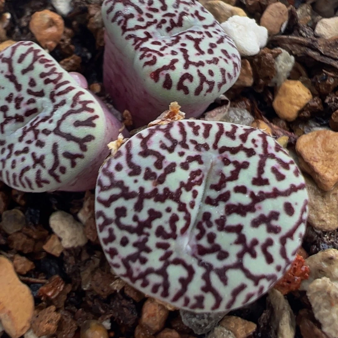 墨群多肉植物带盆