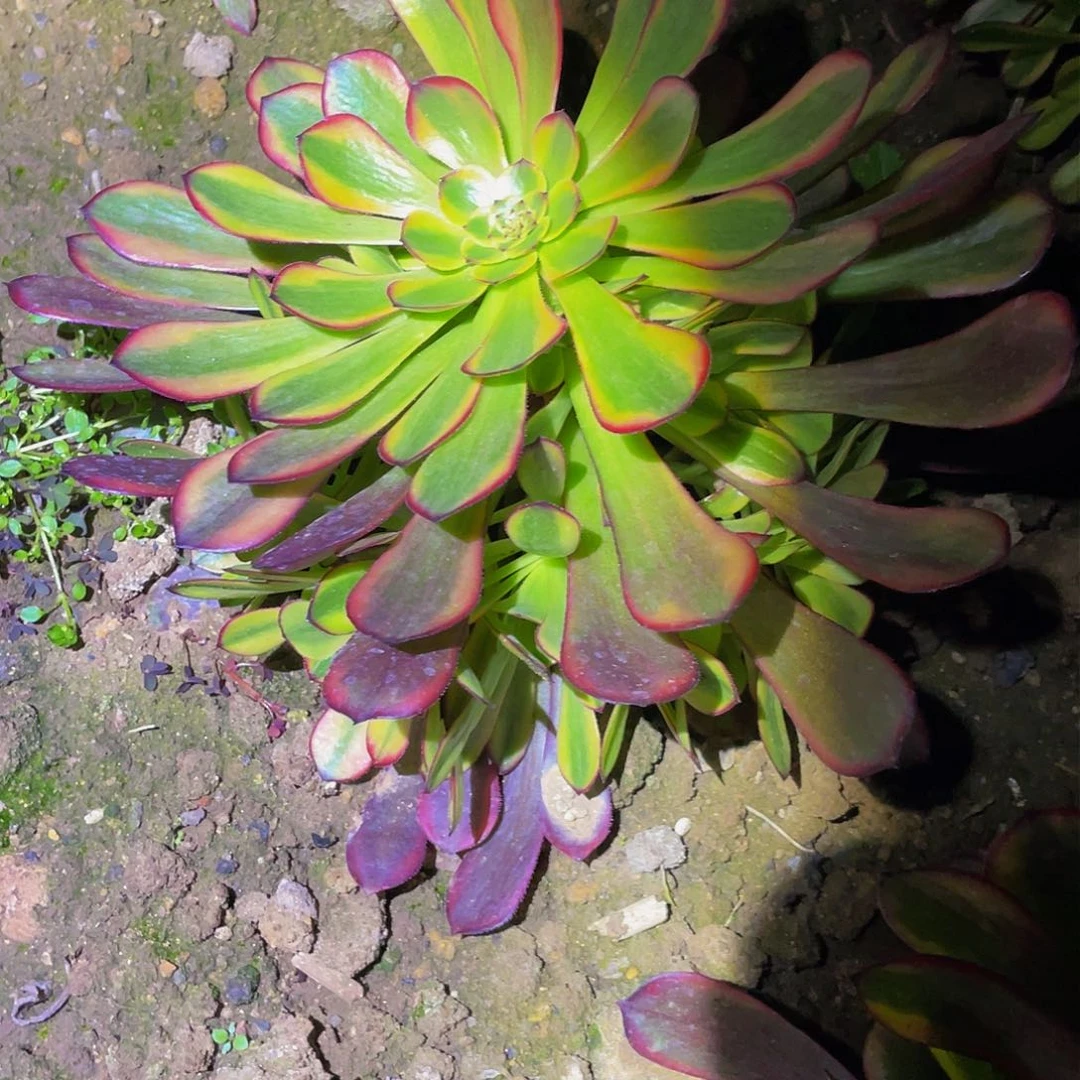 3412祝融多肉植物