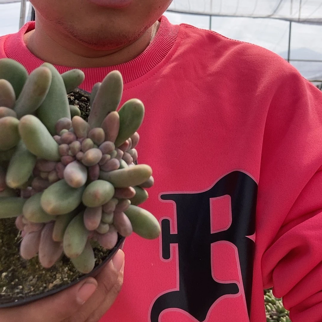 糖果美人随机多头