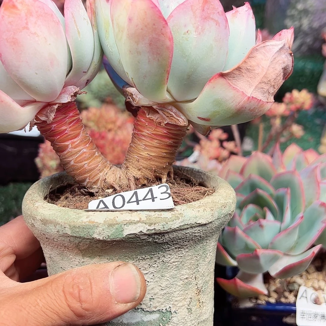 我***泽幸运的是我的朋友们