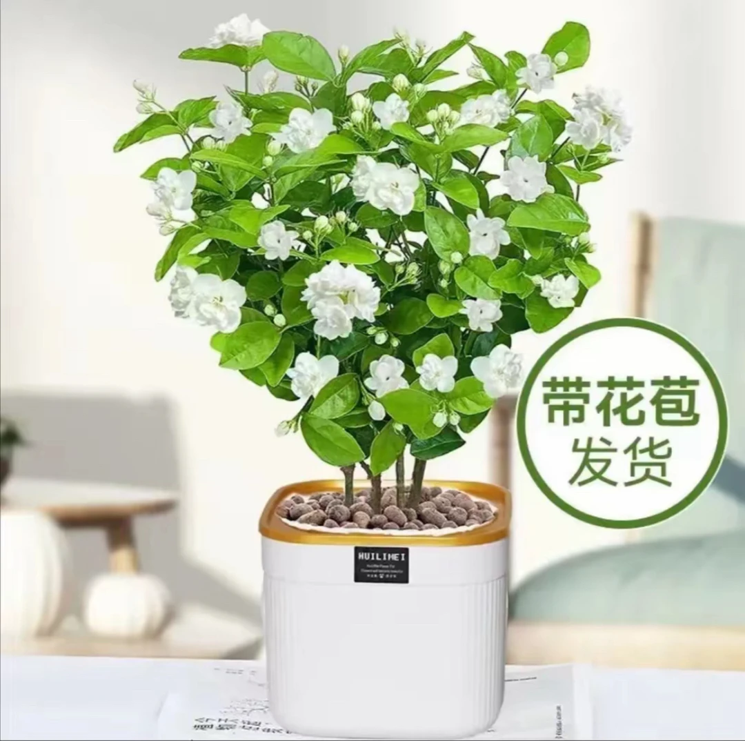【10-12 棵带花苞】茉莉花重瓣茉莉花苗香水茉莉盆栽花卉花香绿植
