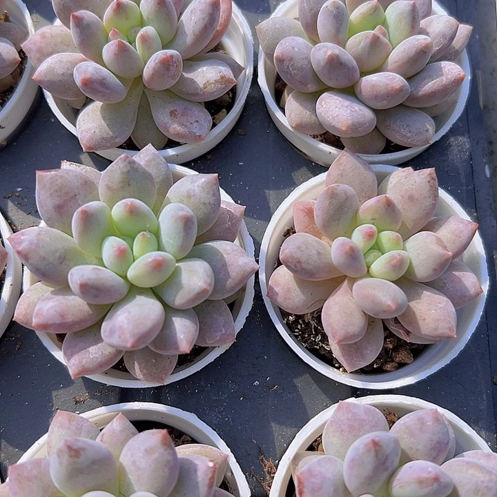 5厘米盆半夏带盆多肉植物