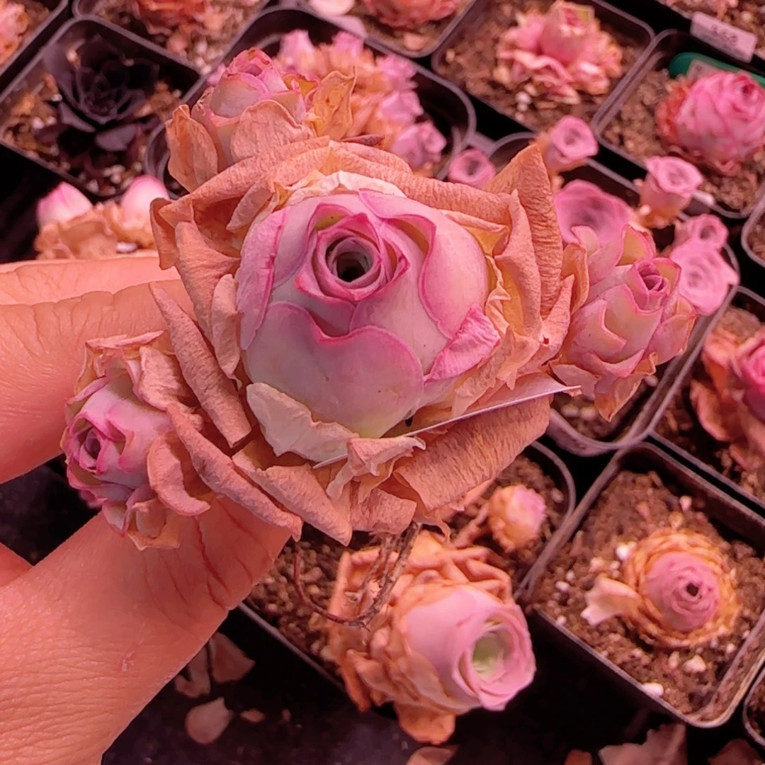 半城玫瑰开播福利599