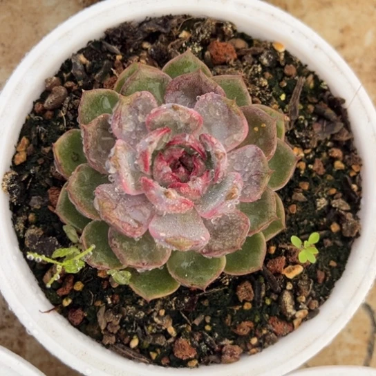 蓝莓 单头 不单独发货