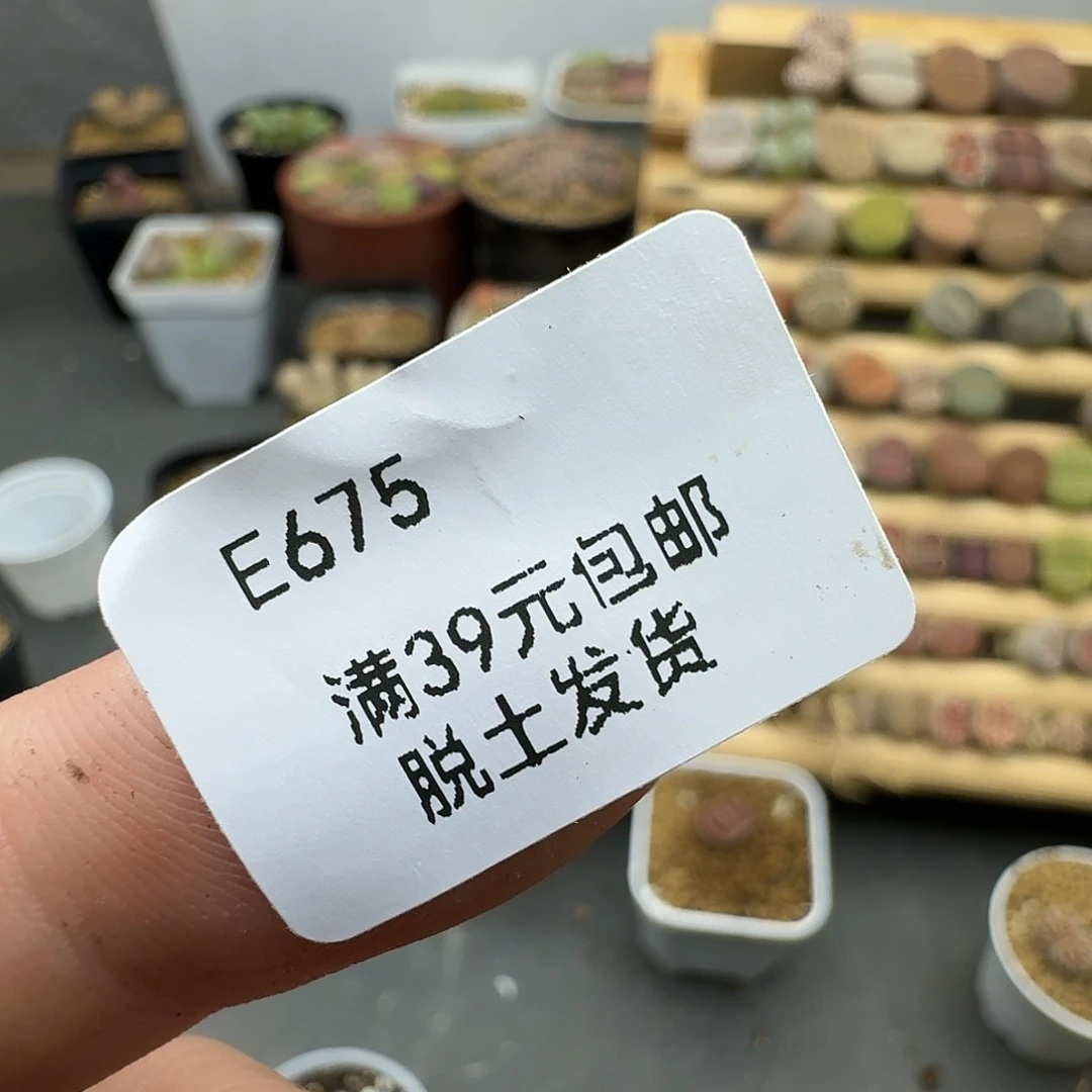 ****萍675号50颗花纹哈哈哈哈回家就不会被哈哈哈哈哈哈哈哈