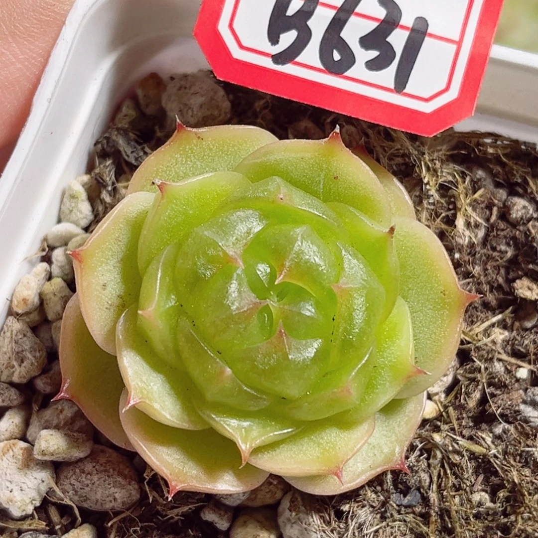 B631 一物一拍 无名珍妮