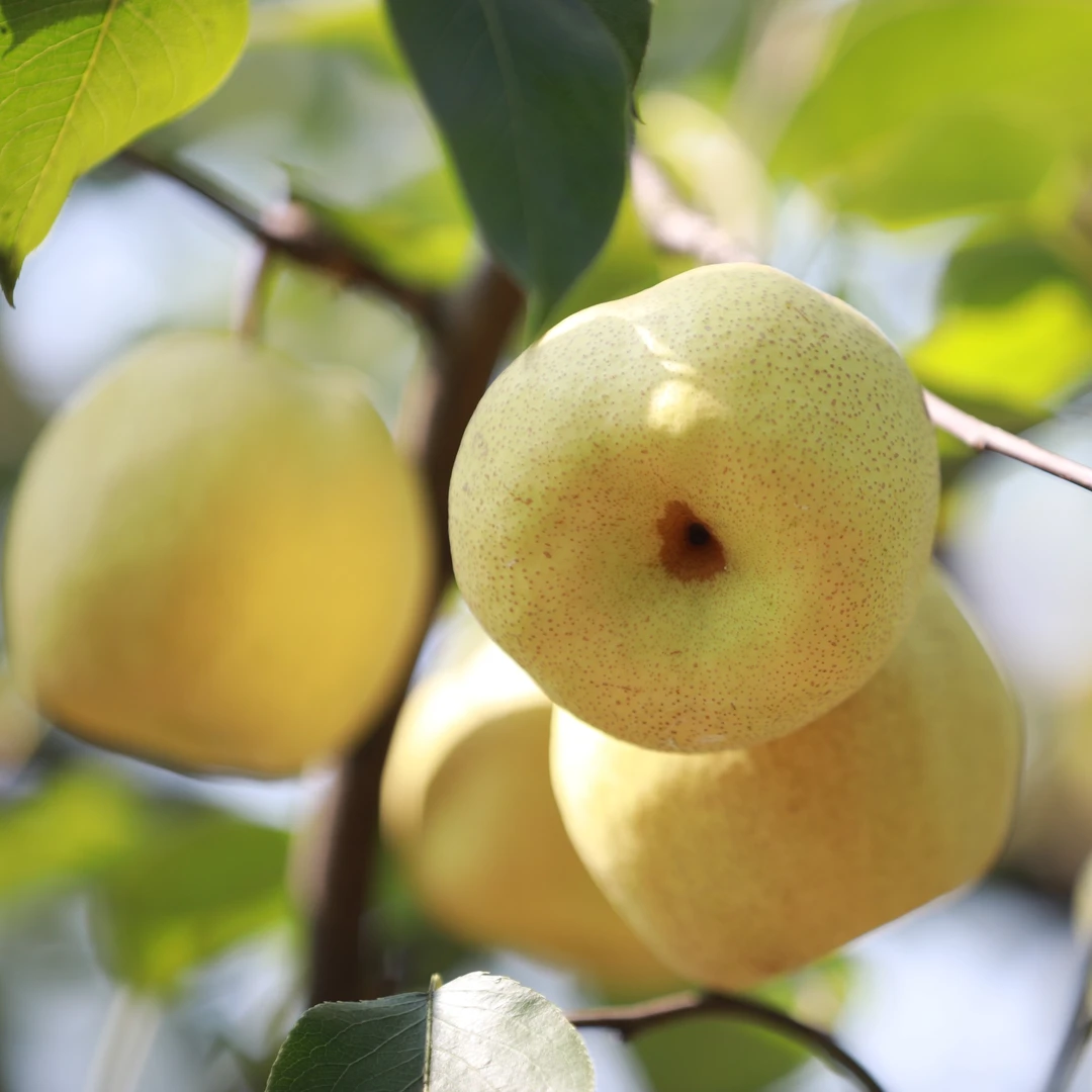 新鲜采摘安徽砀山梨脆甜多汁果肉细腻营养丰富新鲜水果