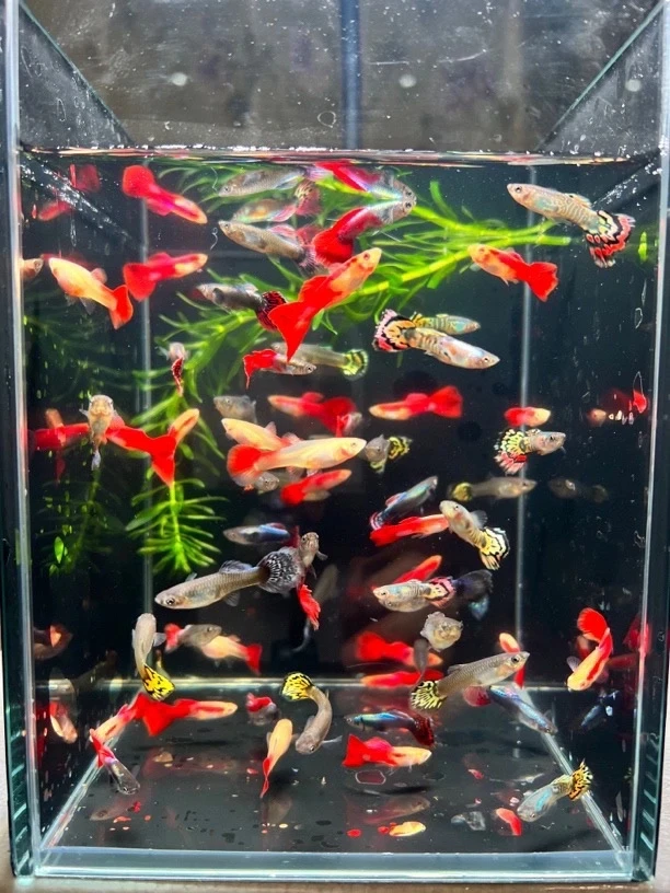 （新手10条五颜六色搭配）纯种孔雀鱼2~4cm小型淡水观赏鱼凤尾鱼