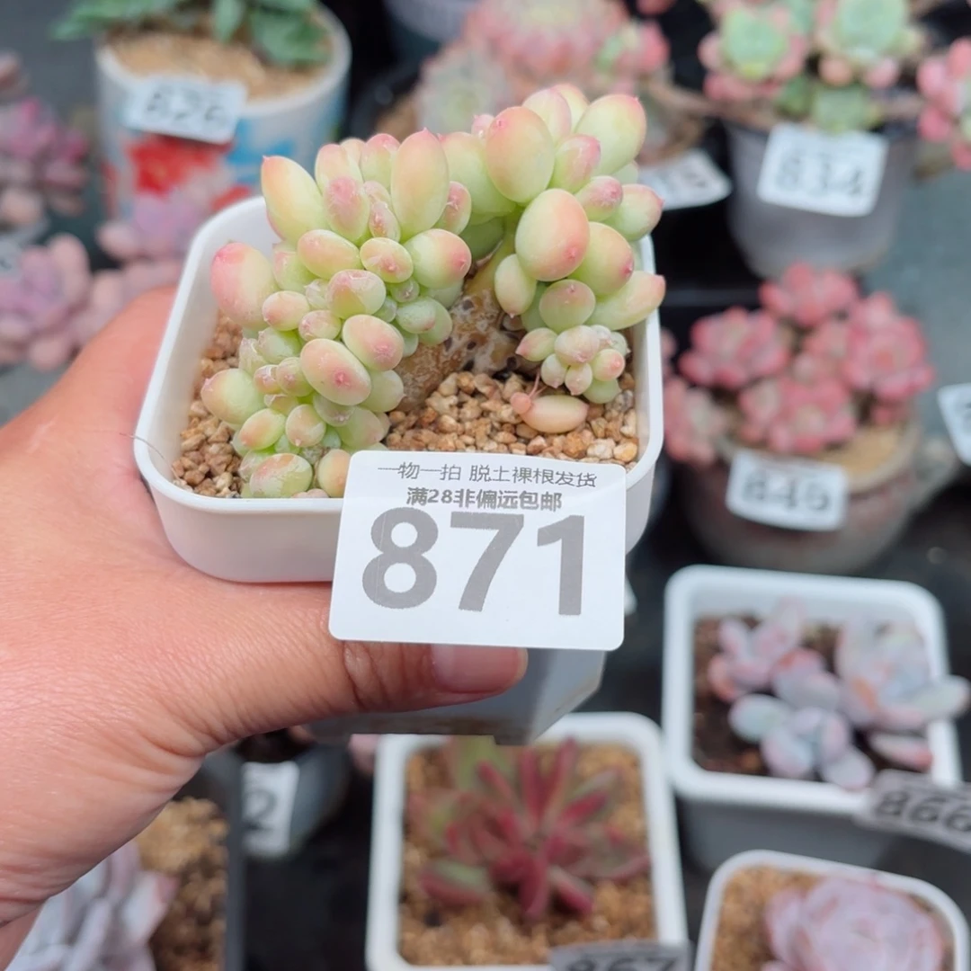 三日月美人缀化无盆土发货