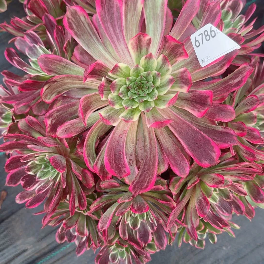 许*乐6786紫嫣多肉多肉多肉