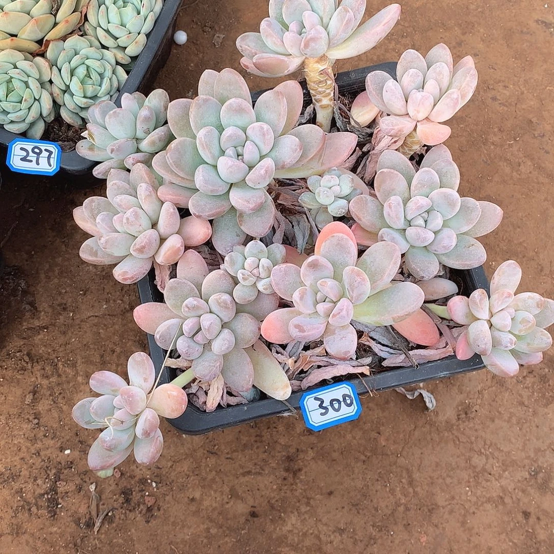 300香玉 一物一拍多肉