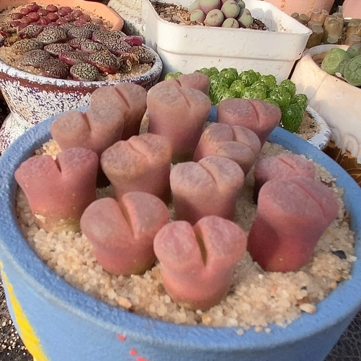 风铃c10一颗    买2送1