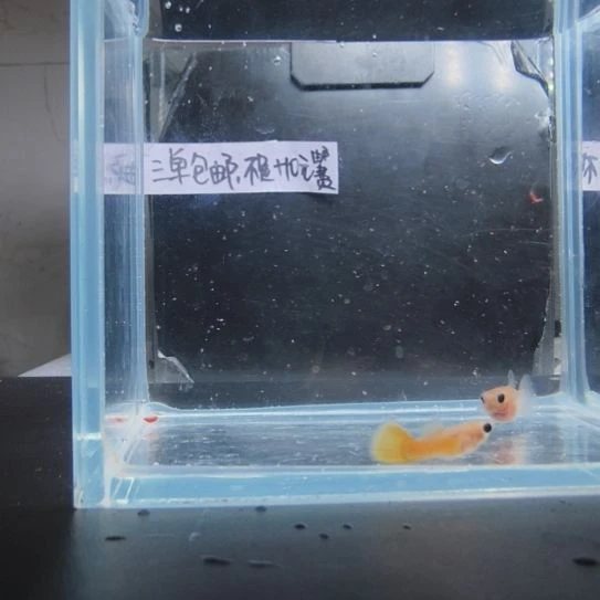 孔雀鱼黄金玻璃猫一对