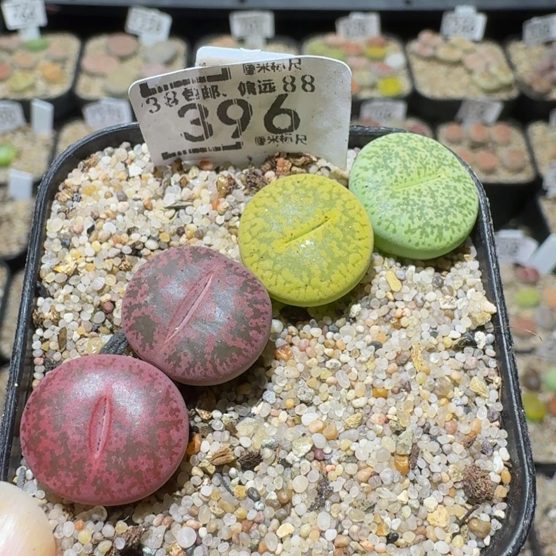 Sssss精品生石花396