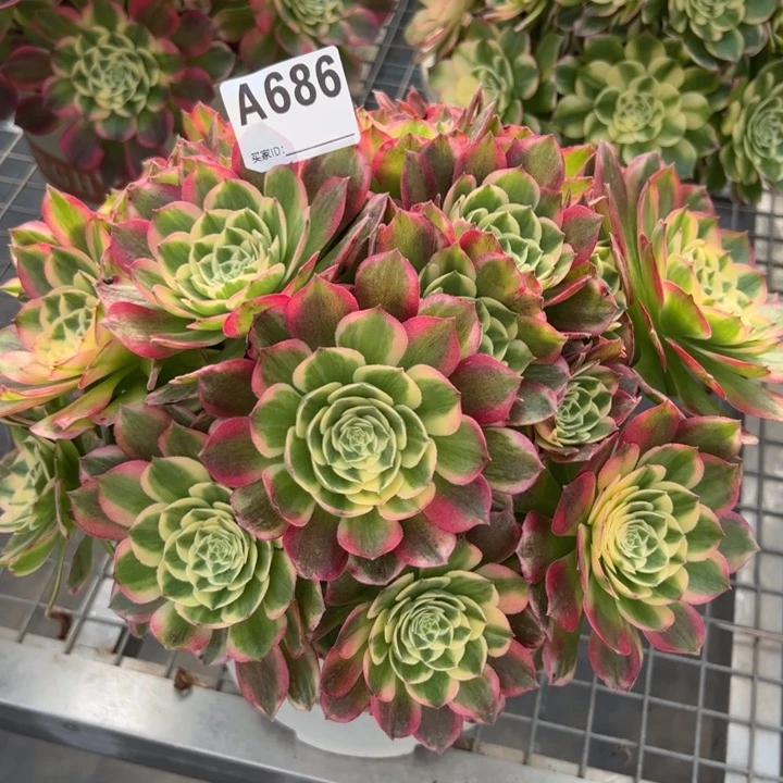 686海鲜朵朵26厘米左右