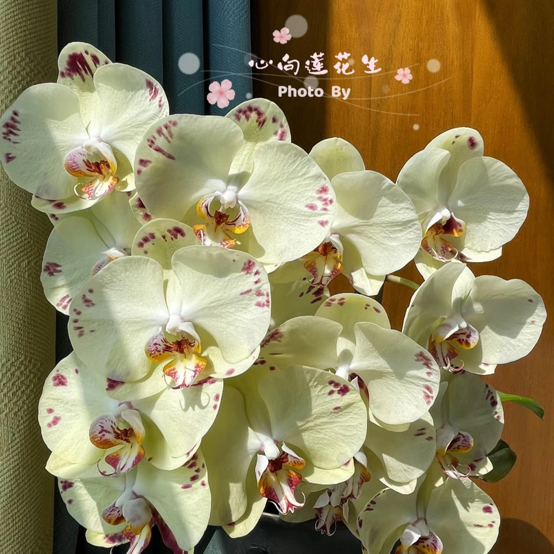 渟叙【金雕】3.5寸 带花带花苞发货 花卉阳台植物清新网红绿植