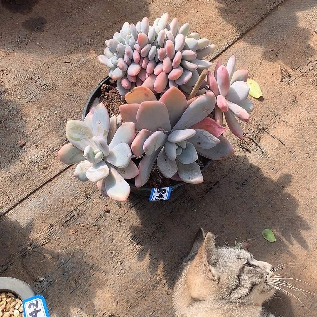 843粉兔缀 一物一拍多肉