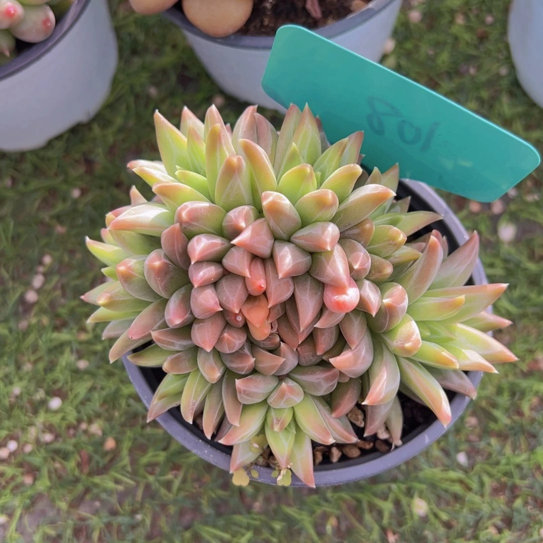 香玉的故事是一个人的故事