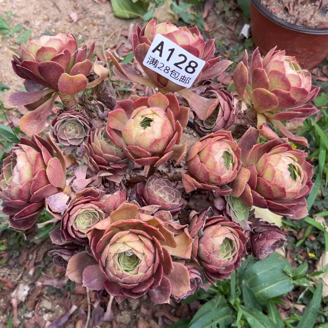 128多肉  沙拉碗