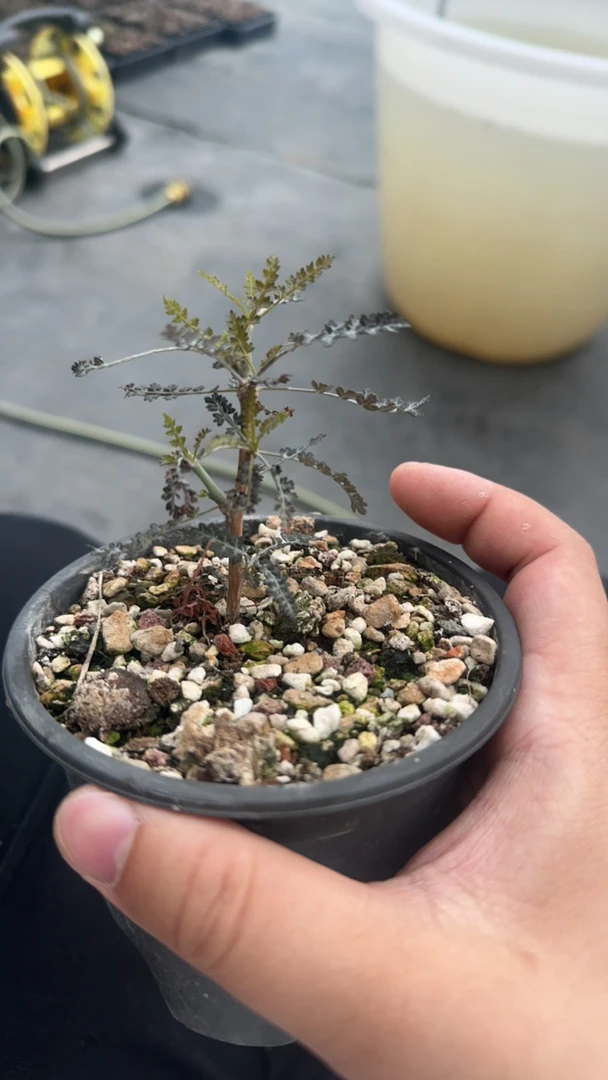 索科特拉乳香 多肉植物