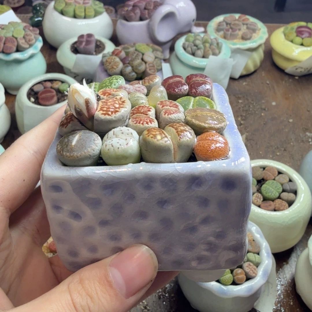 多肉葡萄干和水果茶770