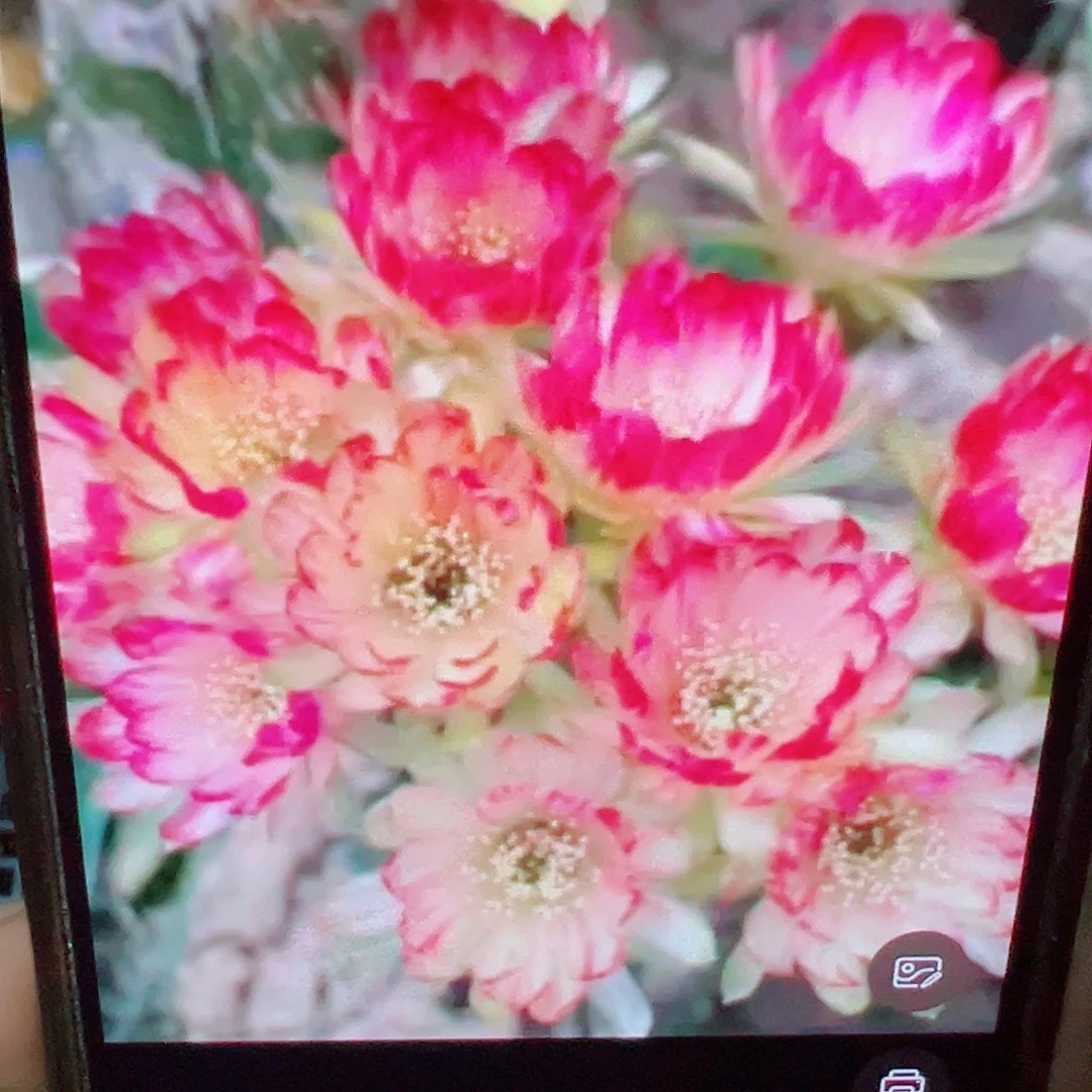 丽花 bir 侧芽 满20包邮