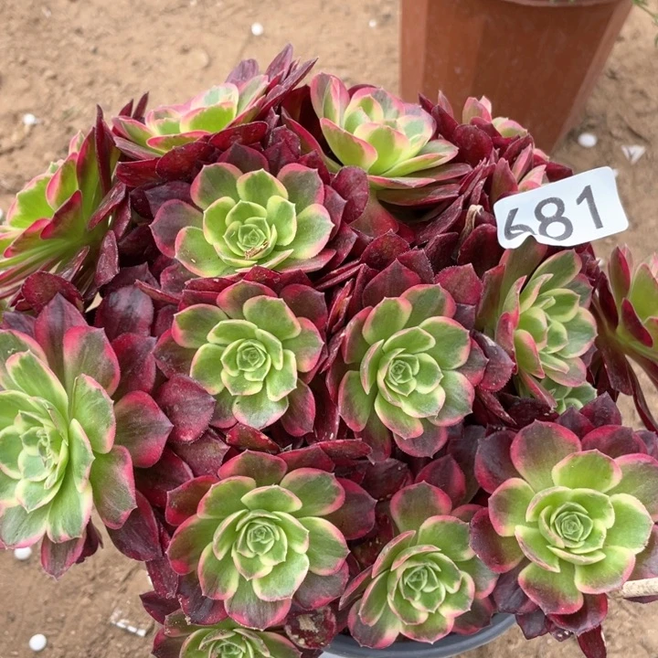 681多肉植物安娜