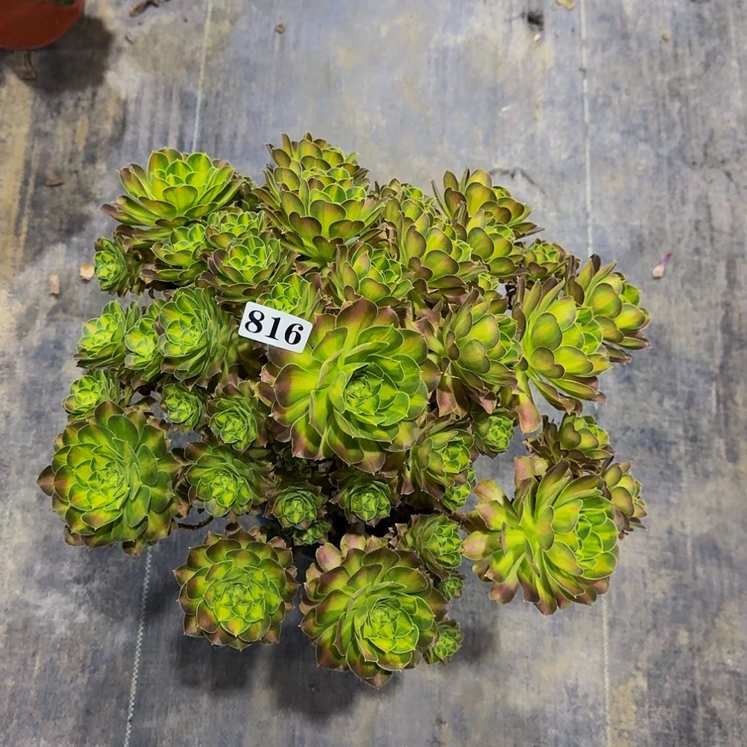 0000000816韶华多肉植物