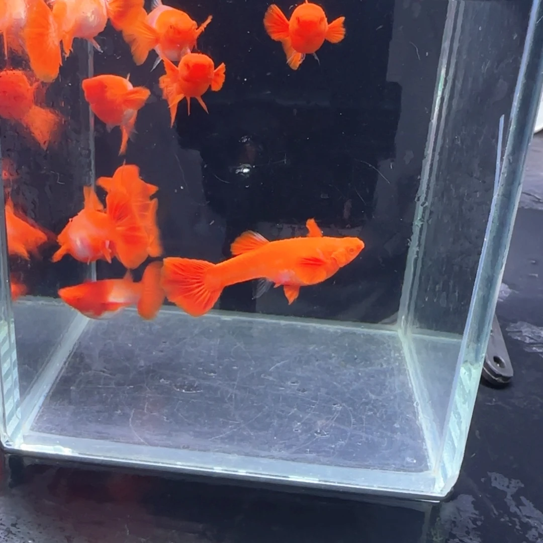 孔雀鱼鸿运分水10条