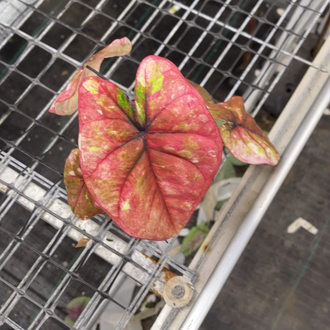 H***糖无花朵            620哈啦不包售后