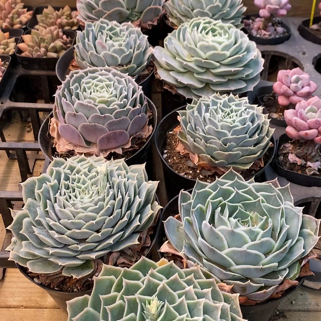 蓝丝绒单头 福利多多