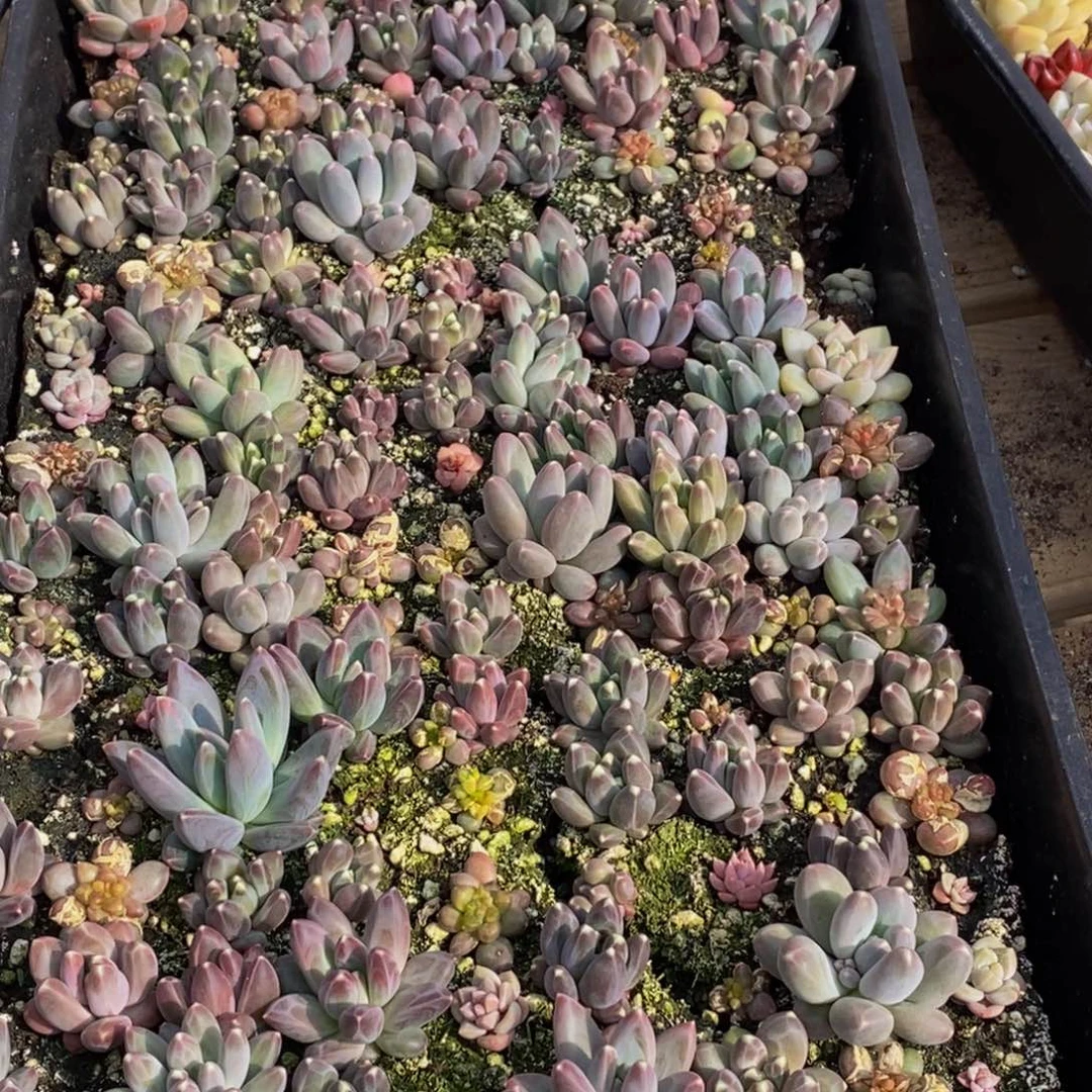 顗****】042多肉植物保护研究所所长助理