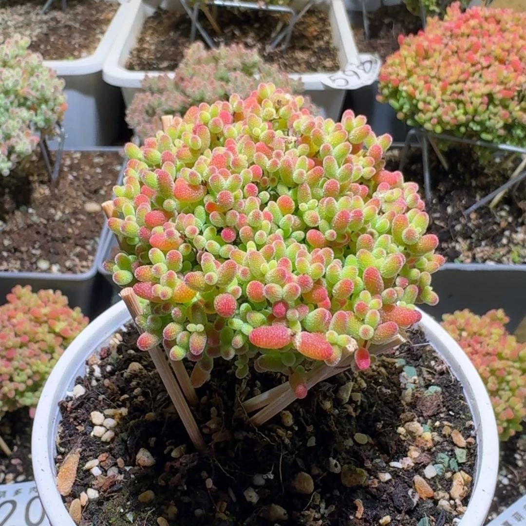 枝干番杏蜜橘糖球930