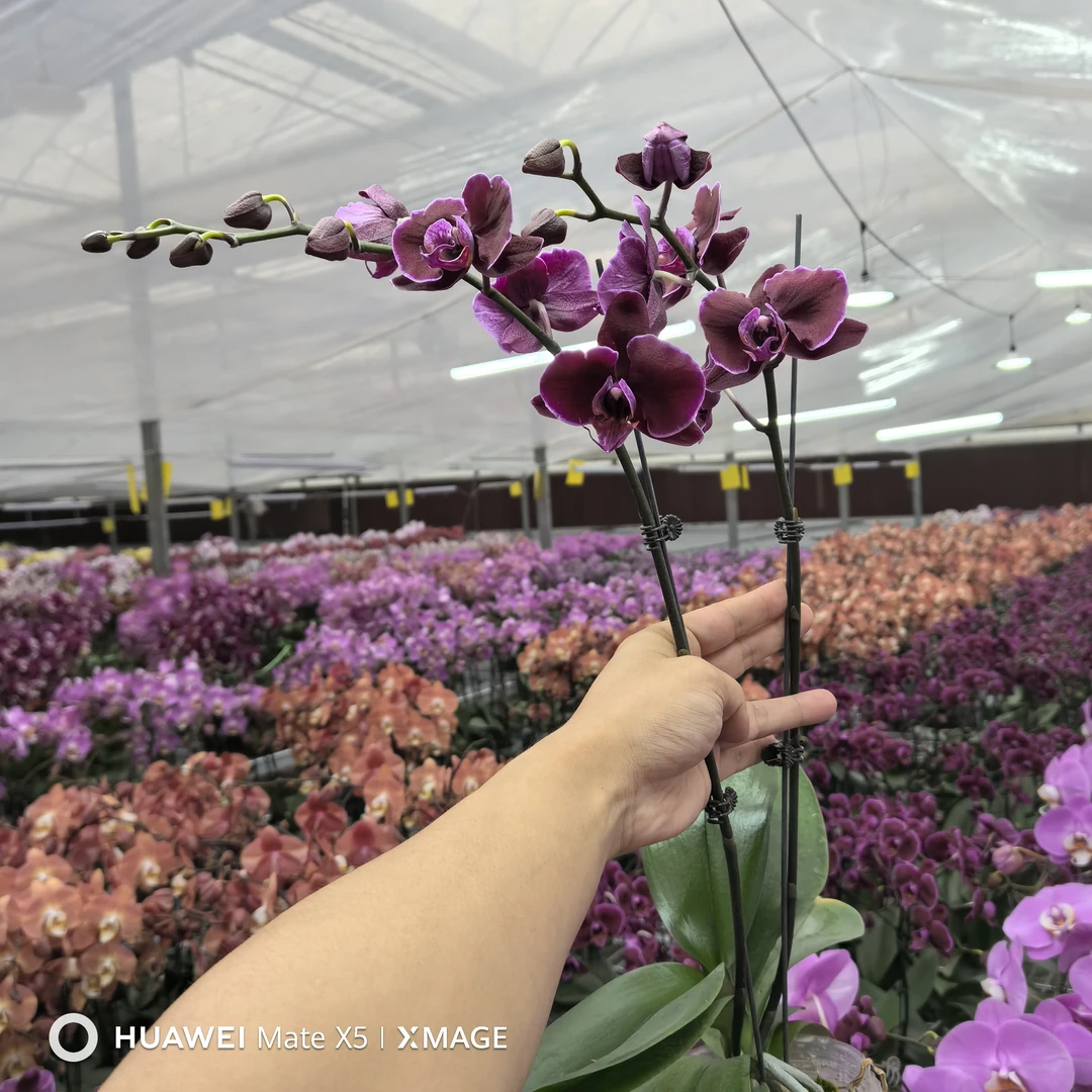 【黑曜石】精品蝴蝶兰花室内阳台办公室高端花卉绿植盆栽年宵花