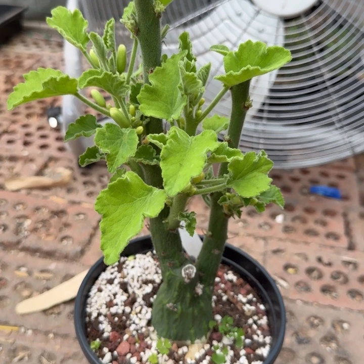 圣果西番莲677仙人球