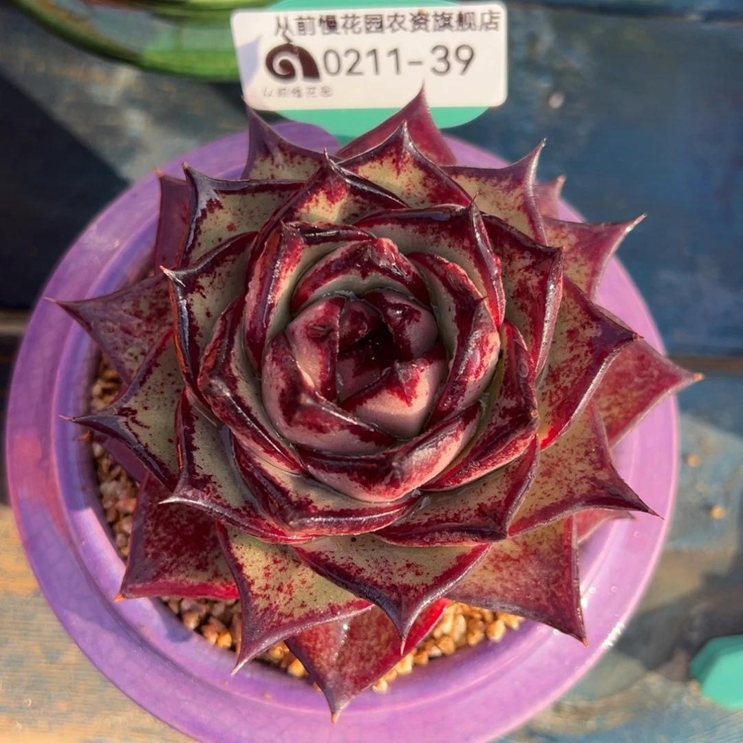 从前慢多肉精选编号0211.39