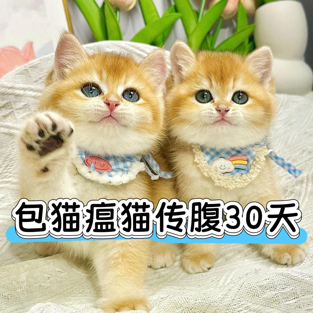 猫咪活体专拍链接