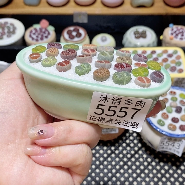 带盆土植物 一物一拍 5557