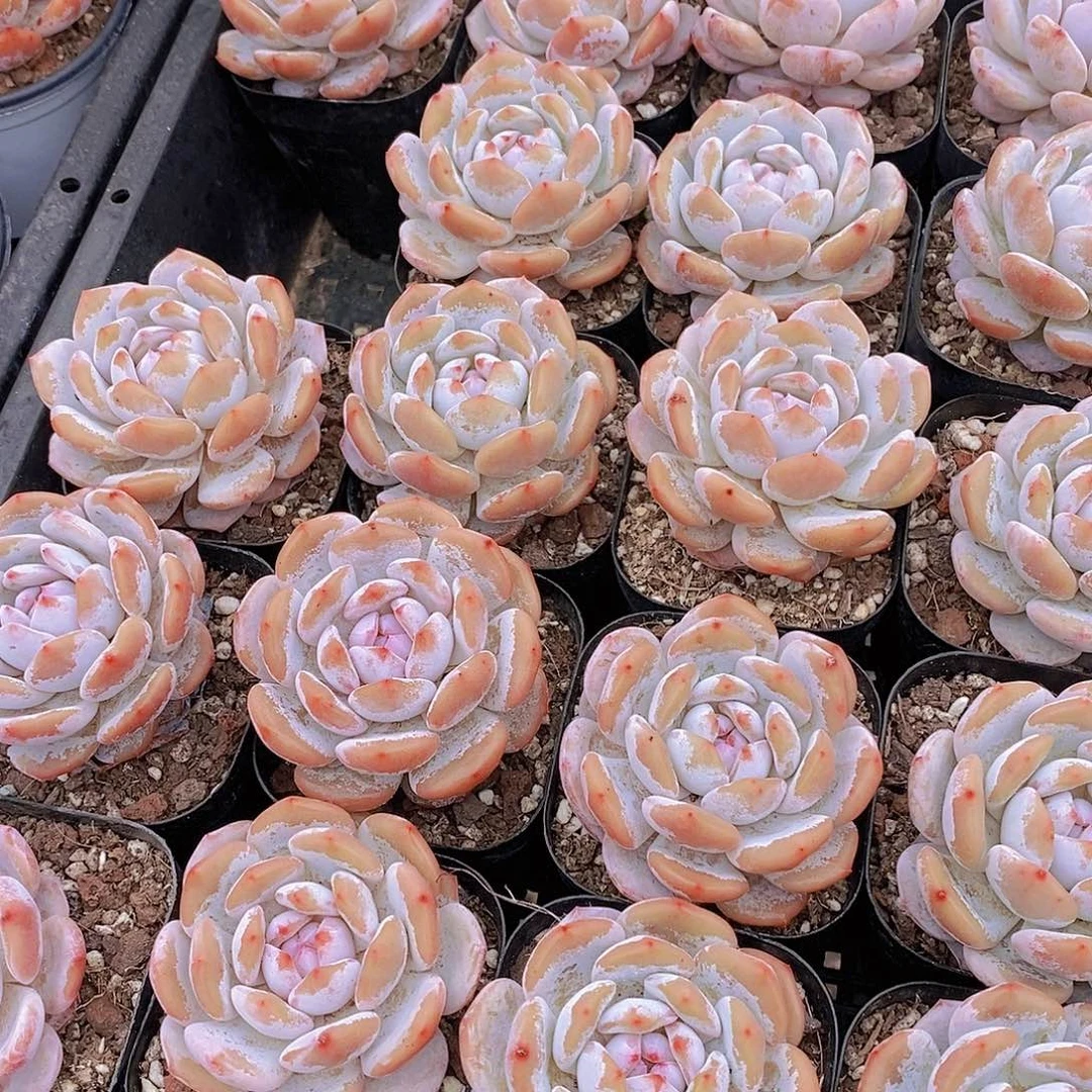 0626- 黑方星星橙单头福利2颗 量拍