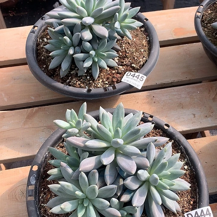 黄胖体哥特2颗 445 444 基地已转清货处理 玻璃心勿扰