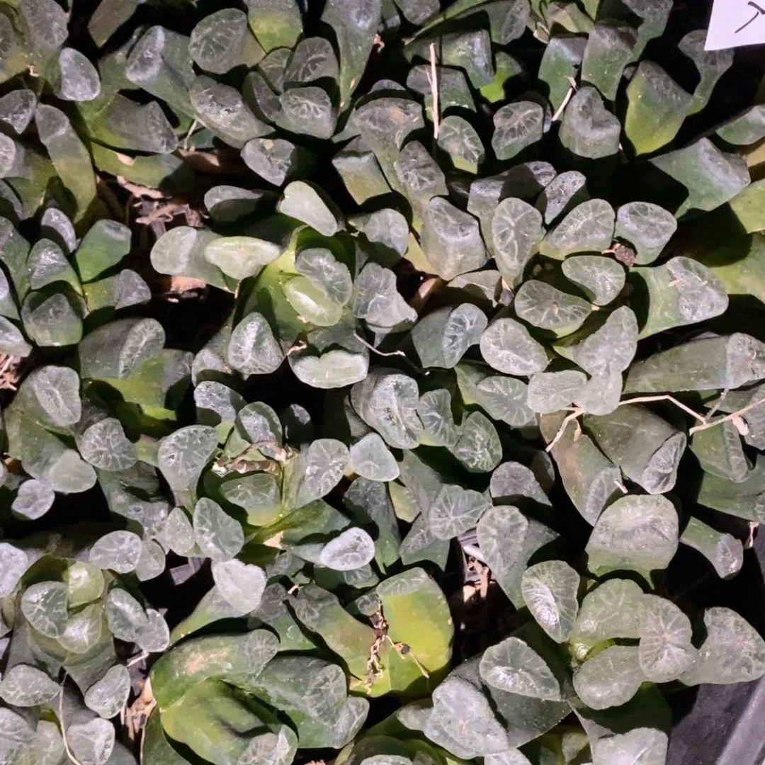 308 一颗万象 超级福利