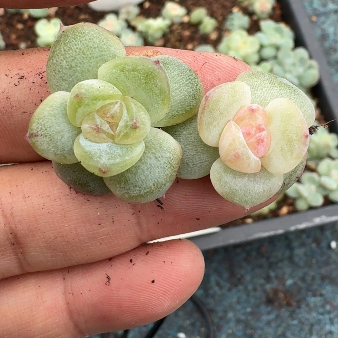 如图糖心云芷叶插单头2颗