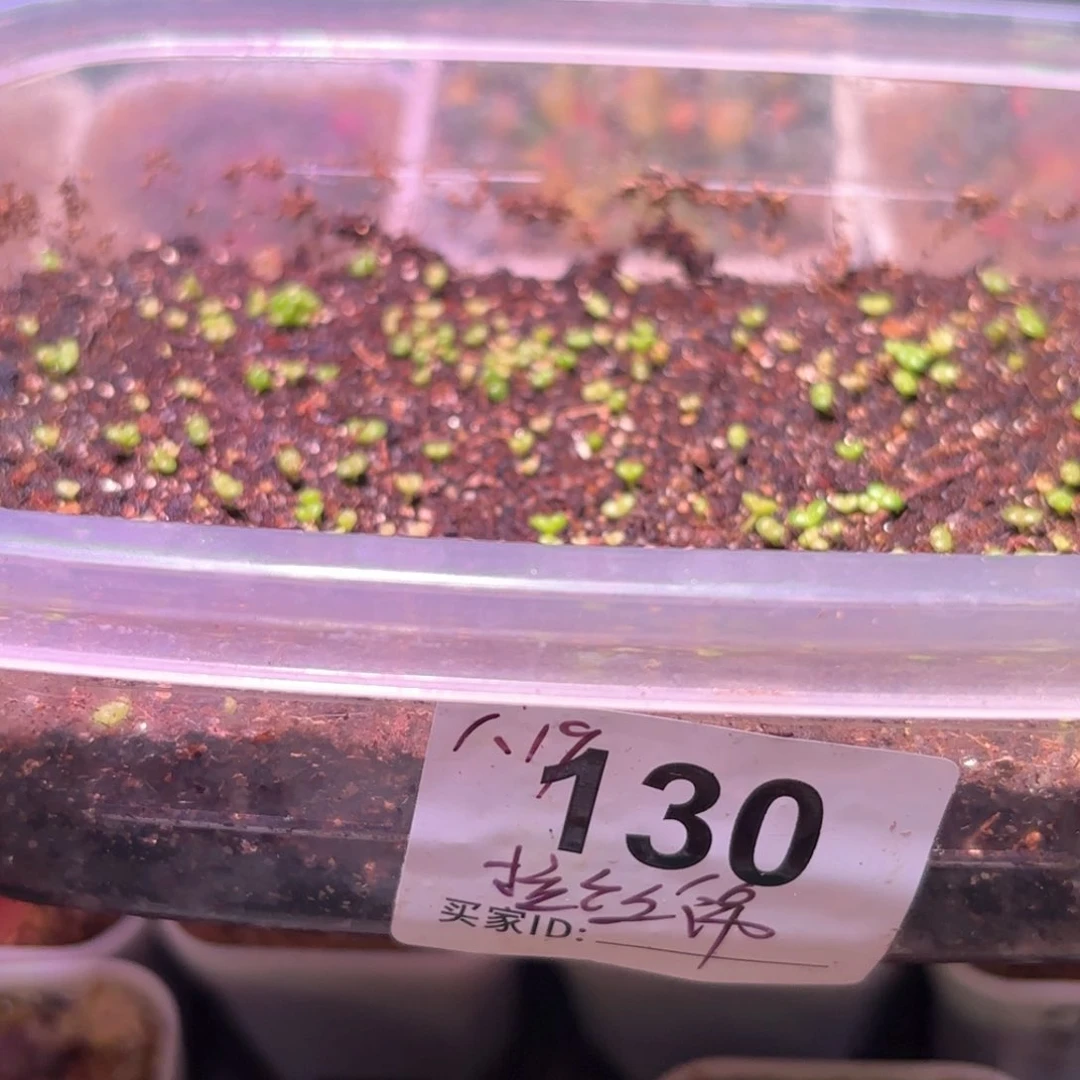 云***处2套播种套盒120粒种子