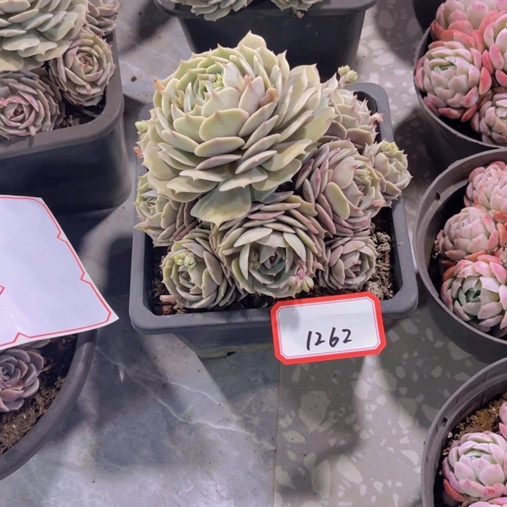 越****y1262露娜莲多肉