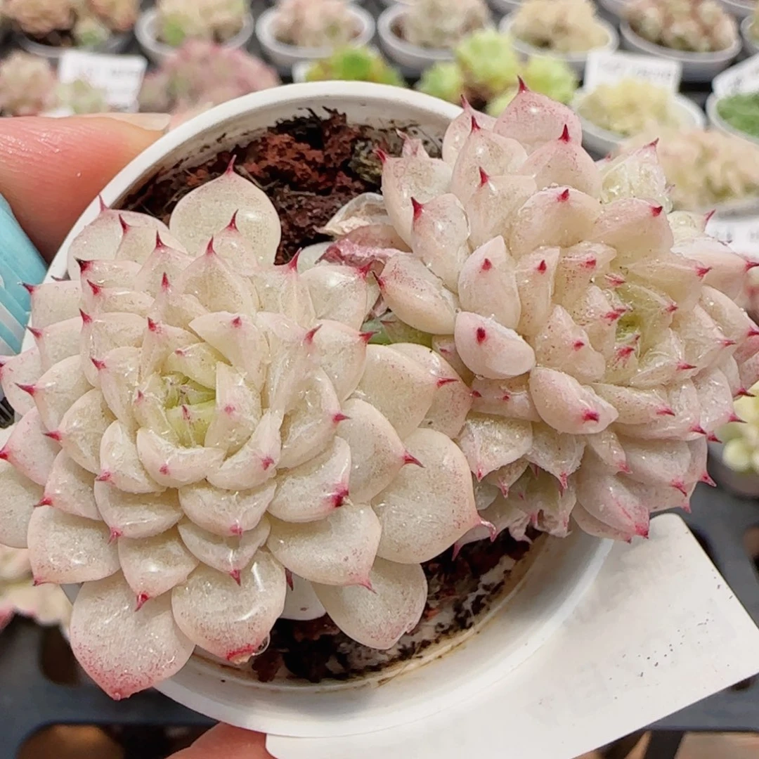 花语逸镜0420-178散